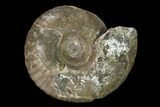 Triassic Fossil Ammonite (Juvenites) - Nevada #162624-1